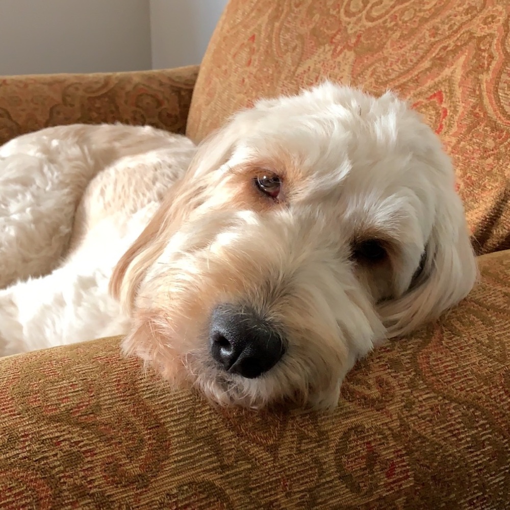 Meet your Posher, Jasmine